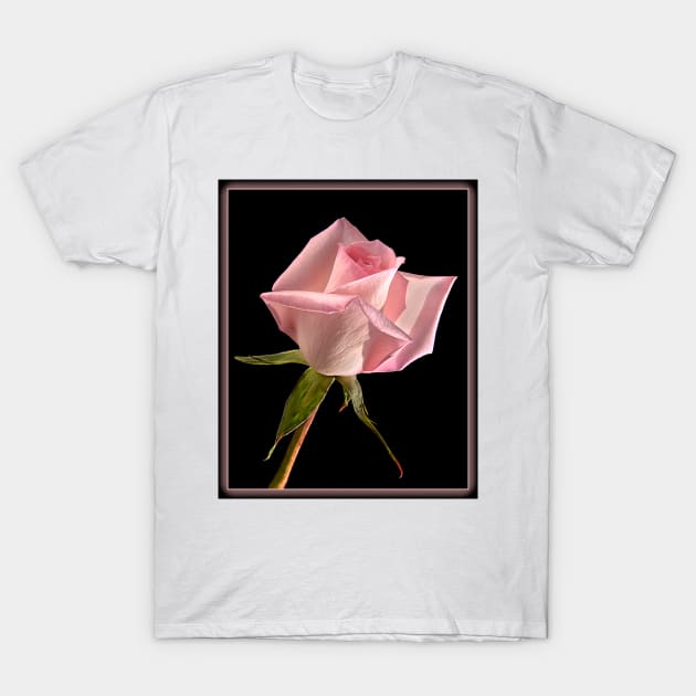 Pink Delight T-Shirt by nikongreg